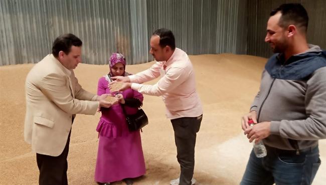 توريد 503 أطنان قمح في موسم الحصاد بالإسكندرية