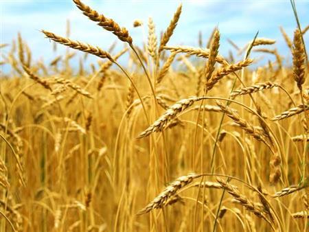 حكم الزكاة في القمح وقيمته