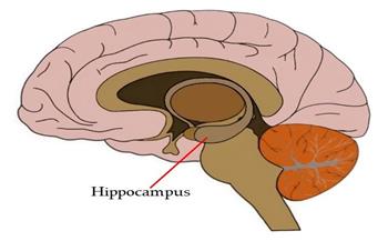   ماذا تعرف عن الهيبوكامبكس؟ ( Hippocampus )
