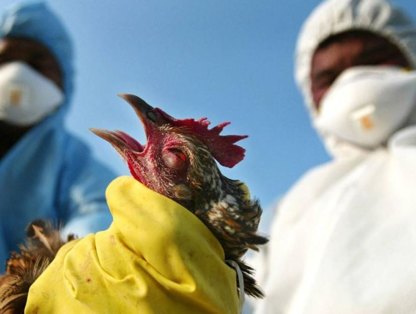 "الصحة العالمية": مخاطر فيروس أنفلونزا الطيور على الصحة العامة منخفضة