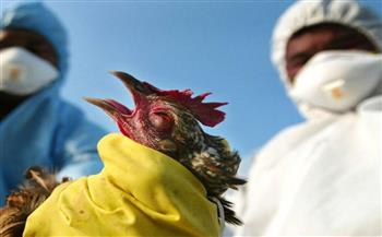   "الصحة العالمية": مخاطر فيروس أنفلونزا الطيور على الصحة العامة منخفضة