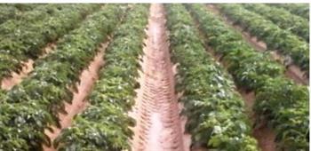   "الزراعة": تجديد الاعتماد الدولي لمعامل مشروع مكافحة العفن البني بالبطاطس للعام الرابع على التوالي