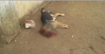   التحقيق في قتل ٣٠ كلبا بالسم بحدائق الأهرام