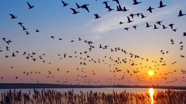 مصر تشارك في الاحتفال باليوم العالمي للطيور المهاجرة 2024