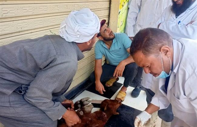 قافلة بيطرية مجانية لعلاج مواشي صغار المربين بمحافظة كفر الشيخ 