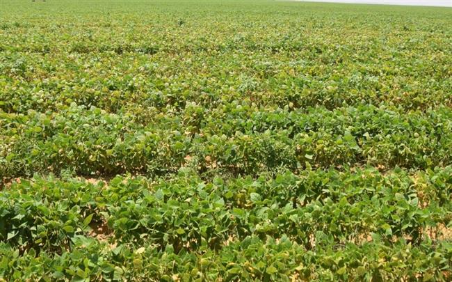 بهاء الغنام : جهاز مستقبل مصر انطلاقة لحماية الأمن الغذائي للشعب المصري