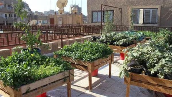«زراعة الأسطح» مشروع متكامل فوق سطح منزلك