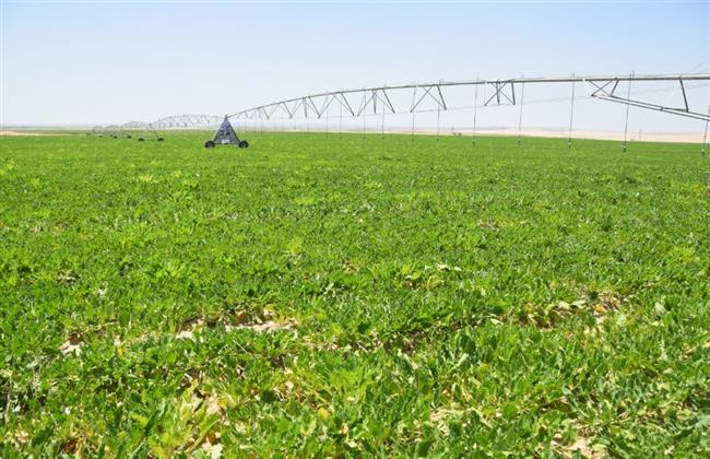 بالأرقام.. أهم المشروعات الزراعية لـ جهاز مستقبل مصر للتنمية المستدامة