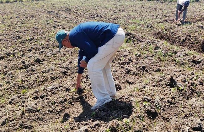 البحيرة .. زراعة 5083 فدان قطن من إجمالي المستهدف زراعته هذا العام