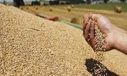 الذهب الأصفر.. شون وصوامع المنيا تستقبل 216 آلاف طن قمح