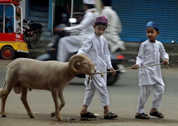 العيد الكبير.. آخر موعد لذبح الأضاحي