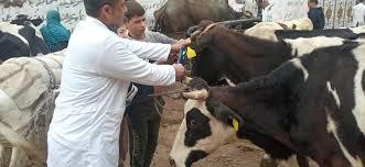   علاج 525 رأس ماشية في قافلة بيطرية إلى مركز وادي النطرون بمحافظة البحيرة
