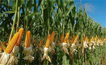   الوادي الجديد : توفير كميات من أجود تقاوي الذرة الشامية