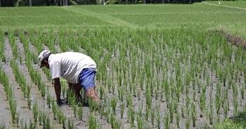   9 محافظات تبدأ حالة الطوارئ لزراعة الأرز