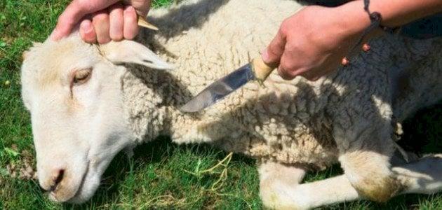 ما حكم الأضحية بالنسبة للمسافر عن بلده؟