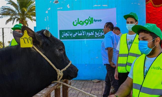 " الأورمان": إطلاق صك الأضحية بقسط شهري 540جنيه بقنا 