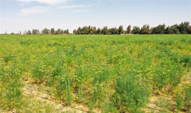 كل ما تريد معرفته عن الشركة الوطنية لاستصلاح وزراعة الأراضي الصحراوية