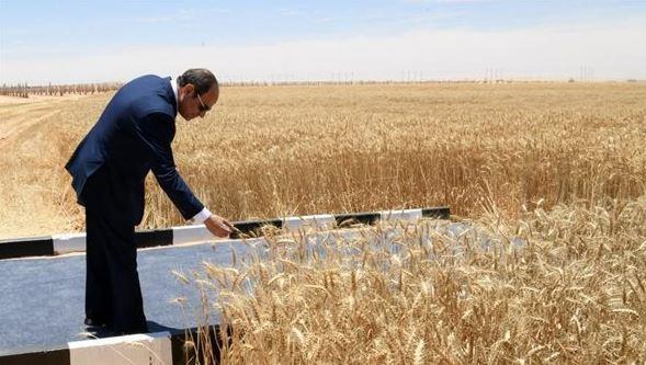 الرئيس السيسي يشهد افتتاح موسم حصاد القمح بمشروع توشكى
