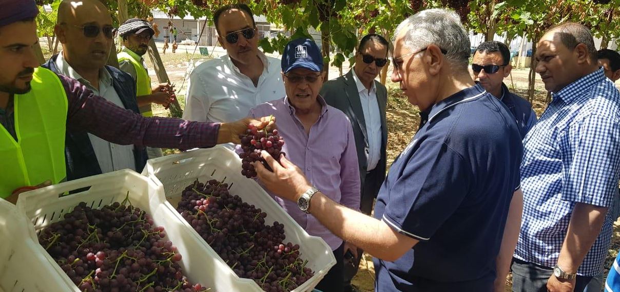 وزير الزراعة يتفقد إحدى محطات ومزارع التصدير بالنوبارية