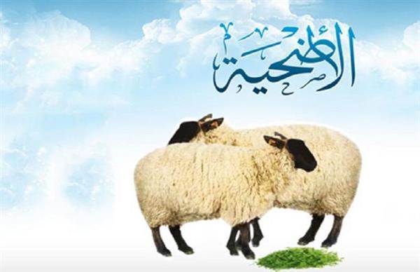 آداب وسنن وشروط ذبح الأضحية