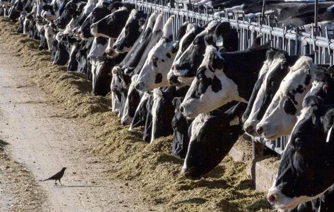 "فاينانشيال تايمز": تفشي أنفلونزا الطيور في الماشية الأمريكية يثير مخاوف بشأن الأزمة الصحية العالمية القادمة‎
