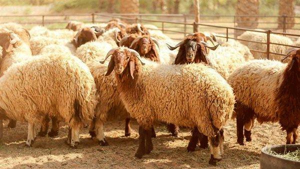 أضاحي العيد.. تعرف على أسعار الخرفان اليوم