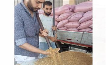   شون وصوامع المنيا تستقبل 158 ألف طن من محصول القمح 