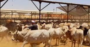منذ إطلاق المشروع.. صكوك الأضاحي والإطعام بالأوقاف تحقق أكثر من 11 مليون جنيه