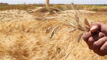   "السلع التموينية" تعلن عن ممارسة لاستيراد القمح