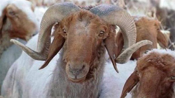مركز الأزهر للفتوى: 4 عيوب إذا وجدت بالأضحية لا يجوز ذبحها