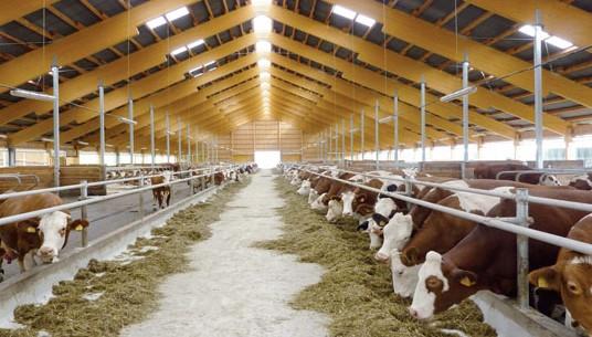 الزراعة تصدر 15 نصيحة لتخفيف تأثير الحرارة على  الثروة الحيوانية والداجنة