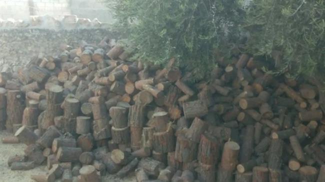 محافظة الإسكندرية تنفي ما تم تداوله بشأن قطع أشجار منطقة "سبورتنج"