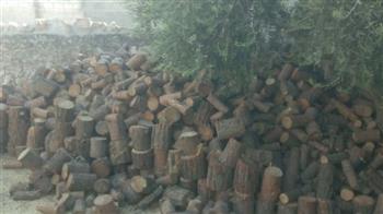   محافظة الإسكندرية تنفي ما تم تداوله بشأن قطع أشجار منطقة "سبورتنج"