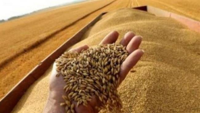 رابطة المطاحن: المخزون الاستراتيجي لـ القمح آمن ويكفي لمدة 6 أشهر