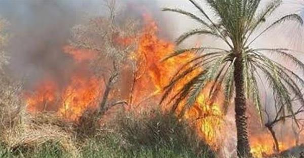 السيطرة على حريق بإحدى مزارع النخيل في الوادي الجديد