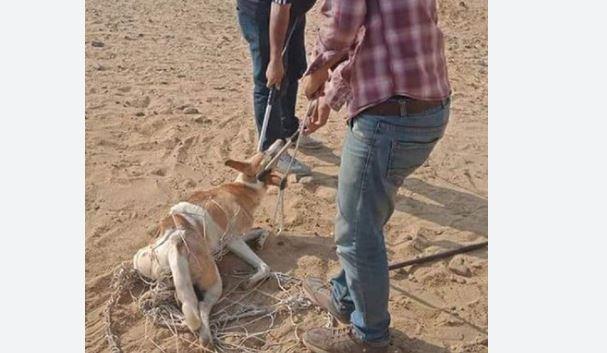 ضبط المتهم بتعذيب كلب حتى نفوقه بالمرج