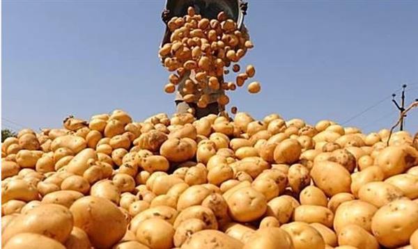 في 6 أشهر.. تصدير 330 ألف طن بطاطس بـ131 مليون دولار