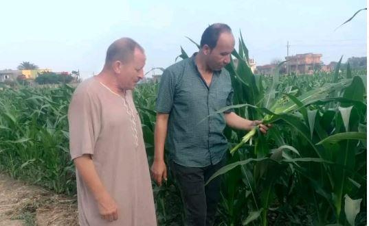 الزراعة: متابعة المحاصيل من الآفات في 4 محافظات