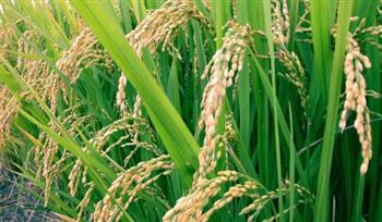   الأرز أحد المحاصيل البديلة لتحقيق الأمن الغذائي