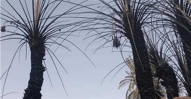 نشوب حريق بمزرعة نخيل في الوادي الجديد