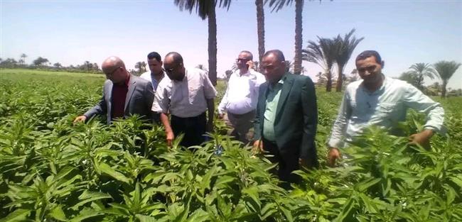 تفقد زراعات الذرة بمحافظة الفيوم .. ورئيس شئون المديريات: الحالة العامة للمحصول ممتازة