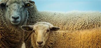 حكم تصوير الأضحية عند نحرها ونشرها على مواقع التواصل الاجتماعي