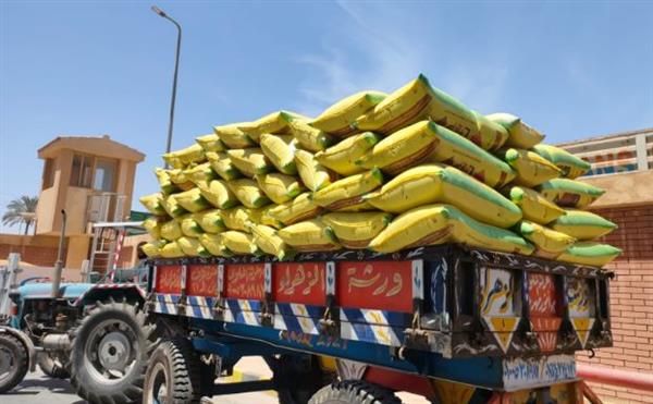 ارتفاع إجمالي حصيلة توريد القمح إلى 174 ألف طن بمحافظة الدقهلية