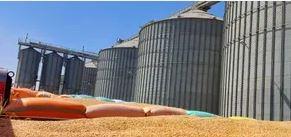   محافظ الشرقية: توريد أكثر من 609 آلاف طن من القمح إلى الشون والصوامع