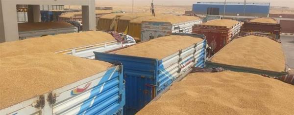 محافظ المنيا: توريد 417 ألف طن من محصول القمح إلى 42 موقعا تخزينيا