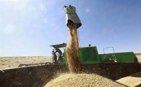 الشرقية : توريد أكثر من 610 آلاف طن من القمح للشون والصوامع ومراكز التجميع