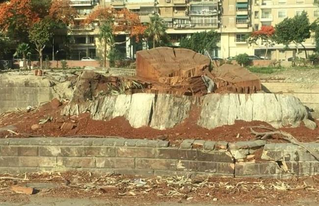 محافظة الجيزة تنفي قطع الأشجار من حديقة المبدعين بالعجوزة