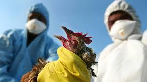 علماء يحذرون من انتشار طفرة جديدة لفيروس إنفلونزا الطيور
