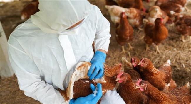 خطر جديد.. انتشار إنفلونزا الطيور في الأبقار عن طريق الجهاز التنفسي