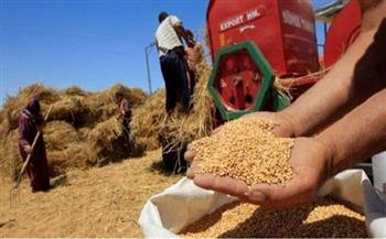 الشرقية : توريد أكثر من 605 آلاف طن من القمح للشون والصوامع ومراكز التجميع